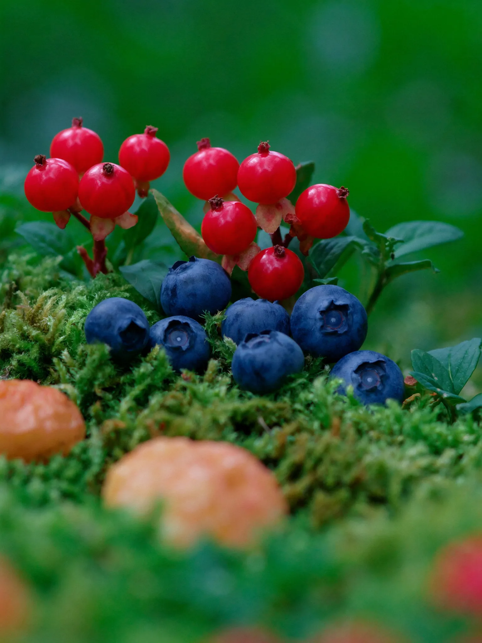 Wild blueberries, lingonberries and cloudberries in moss