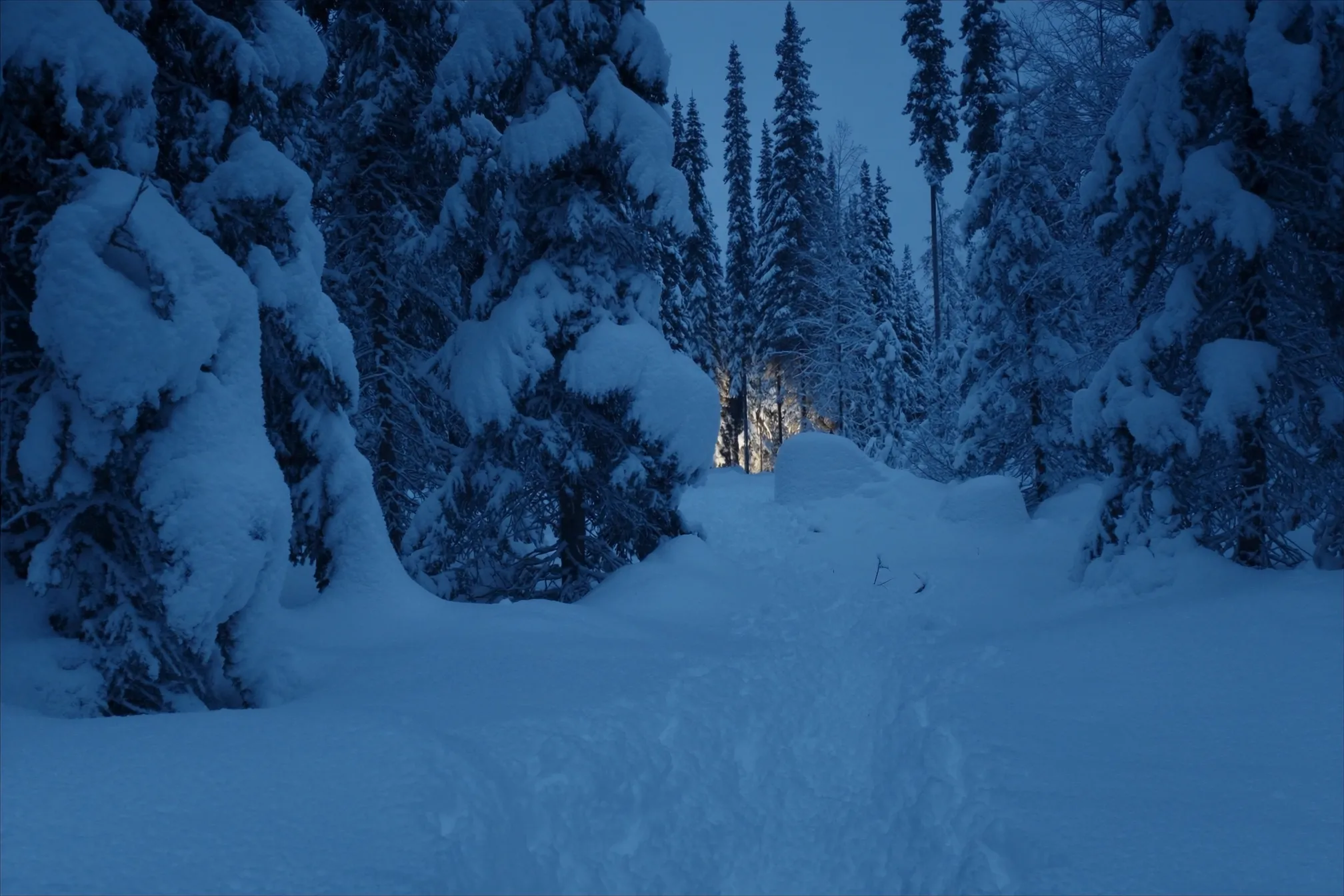 A path through snow-laden spruce forest at blue hour